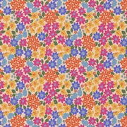 Coton GLADYS