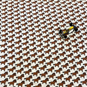 Coton petits chevaux